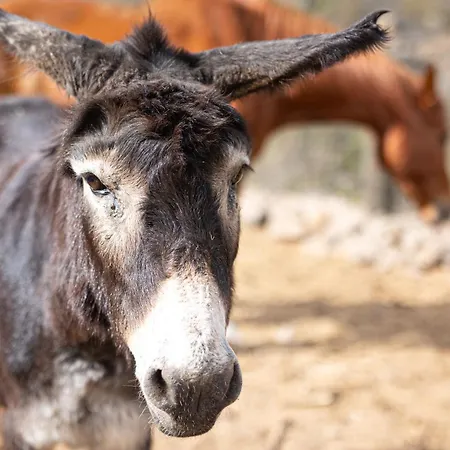 Live Mi Bodega דירה Araya (Tenerife)