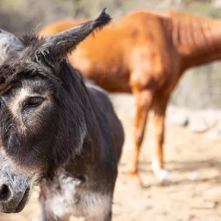 Live Mi Bodega דירה