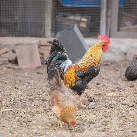 Live Mi Bodega דירה *