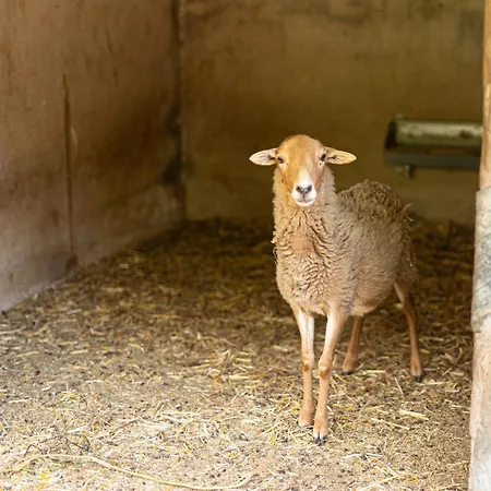 Live Mi Bodega דירה Araya (Tenerife)