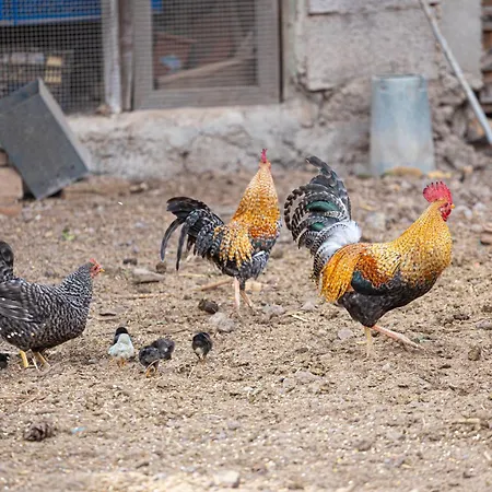 Live Mi Bodega Araya (Tenerife)