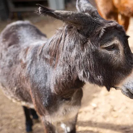 Live Mi Bodega דירה